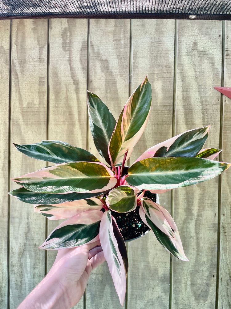 6” Stromanthe Triostar