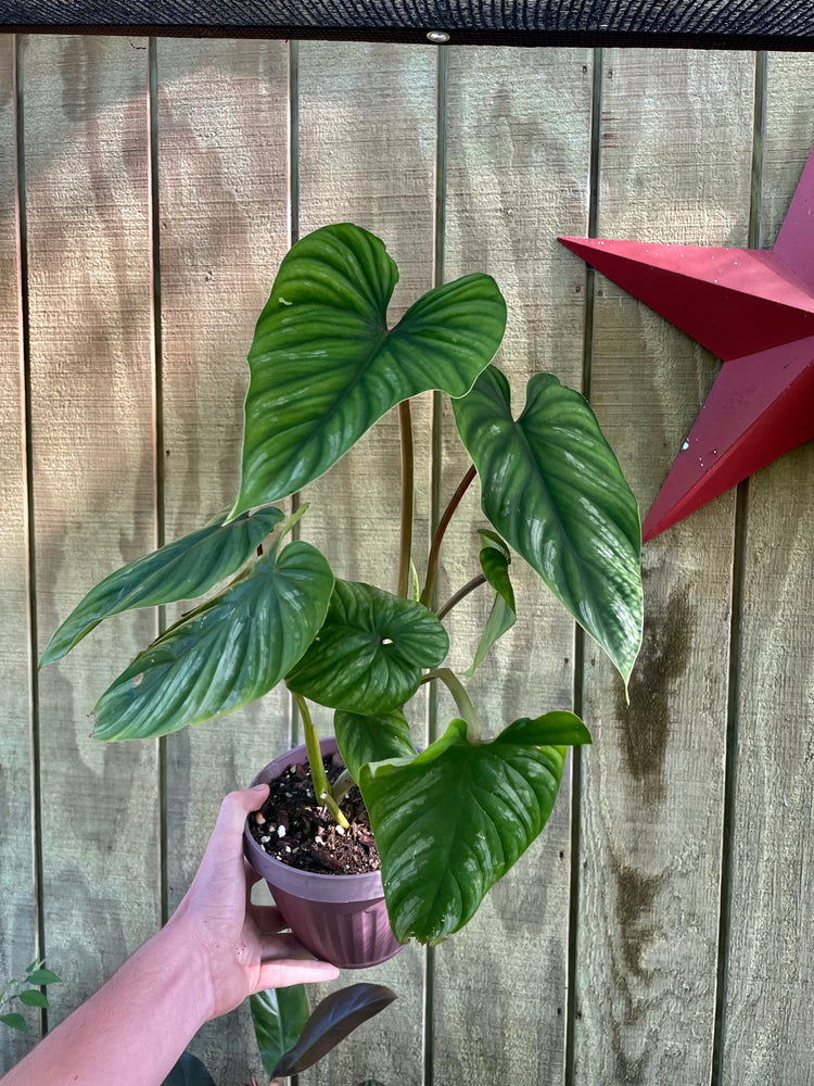 Philodendron Mamei