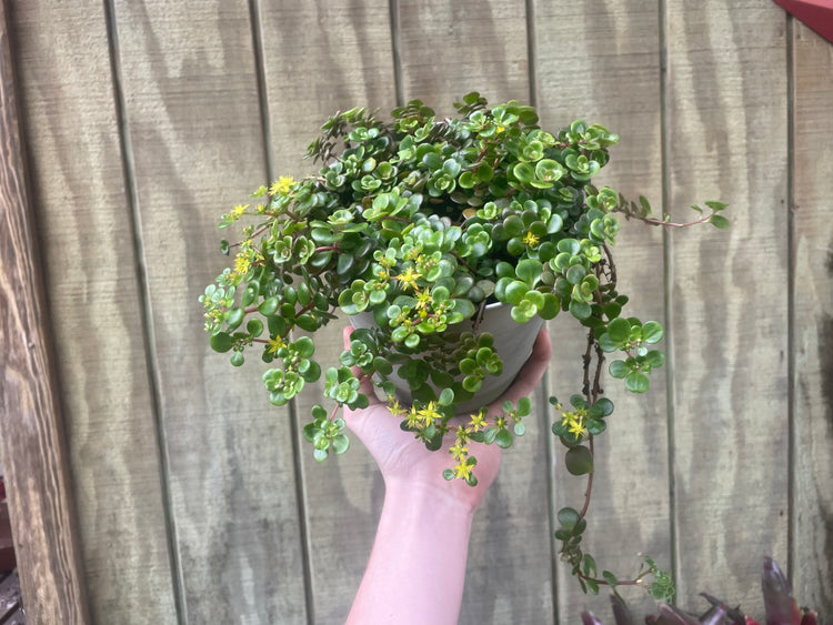 6” Large Sedum ‘fire’ - Succulent