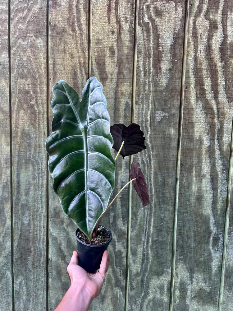 4” Alocasia Chantrieri