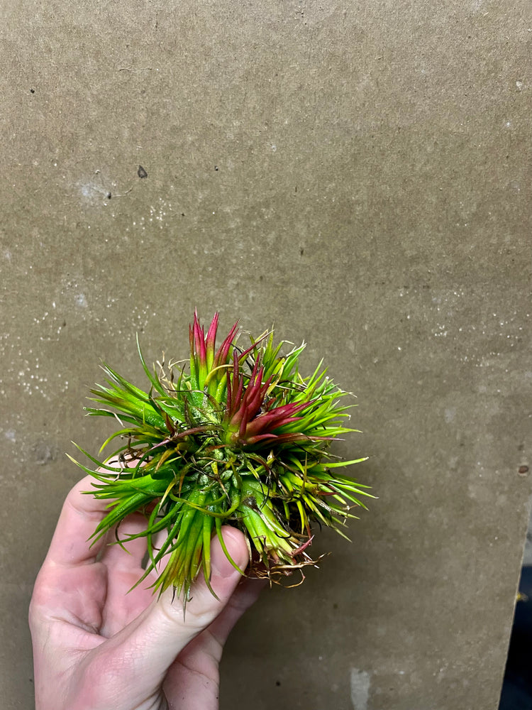 Tillandsia ionantha fuego clump