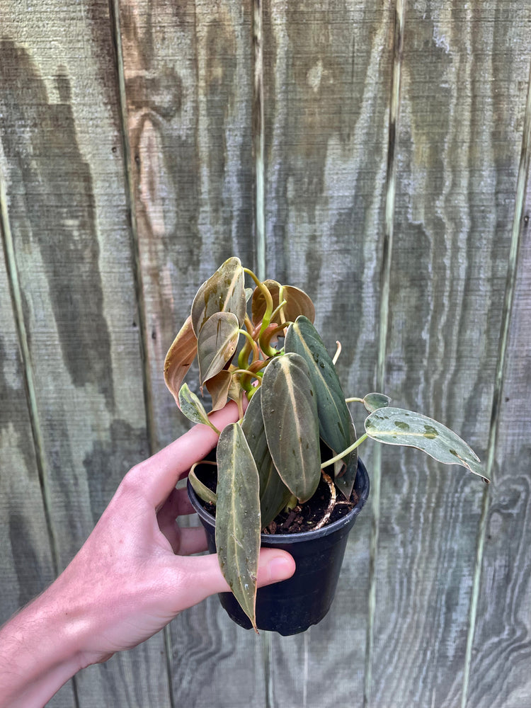4” Philodendron Gigas