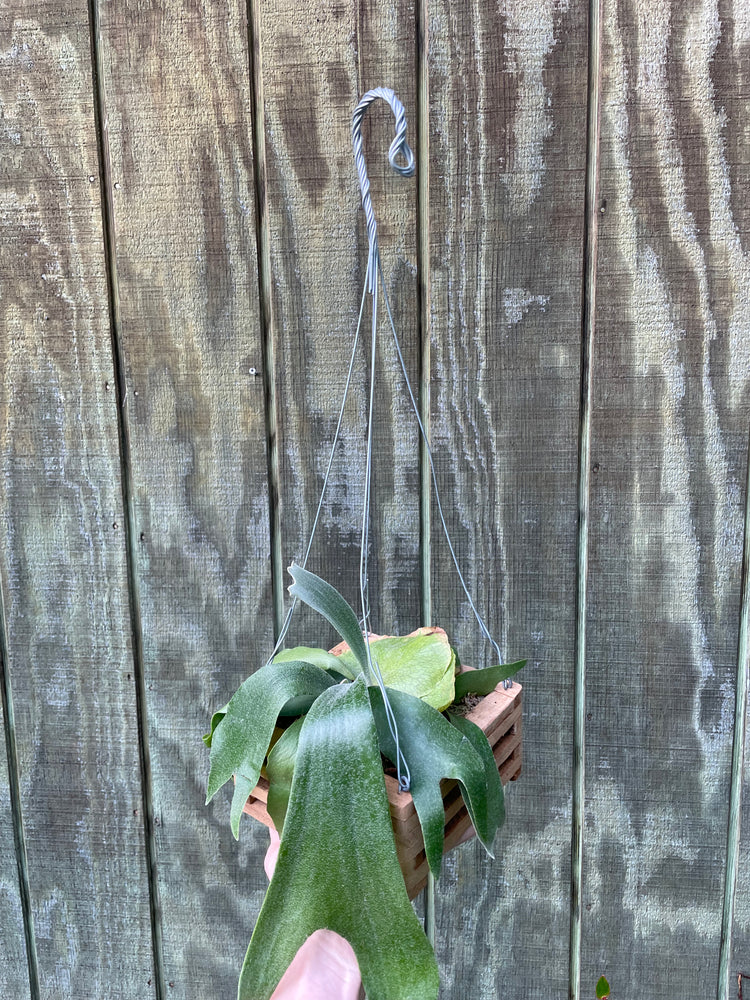 Staghorn Fern