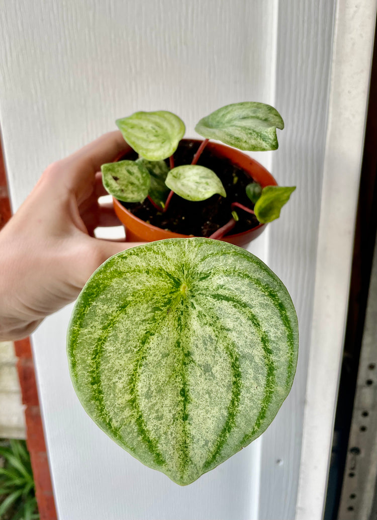 Premium 4” Watermelon Peperomia Variegata ‘A’