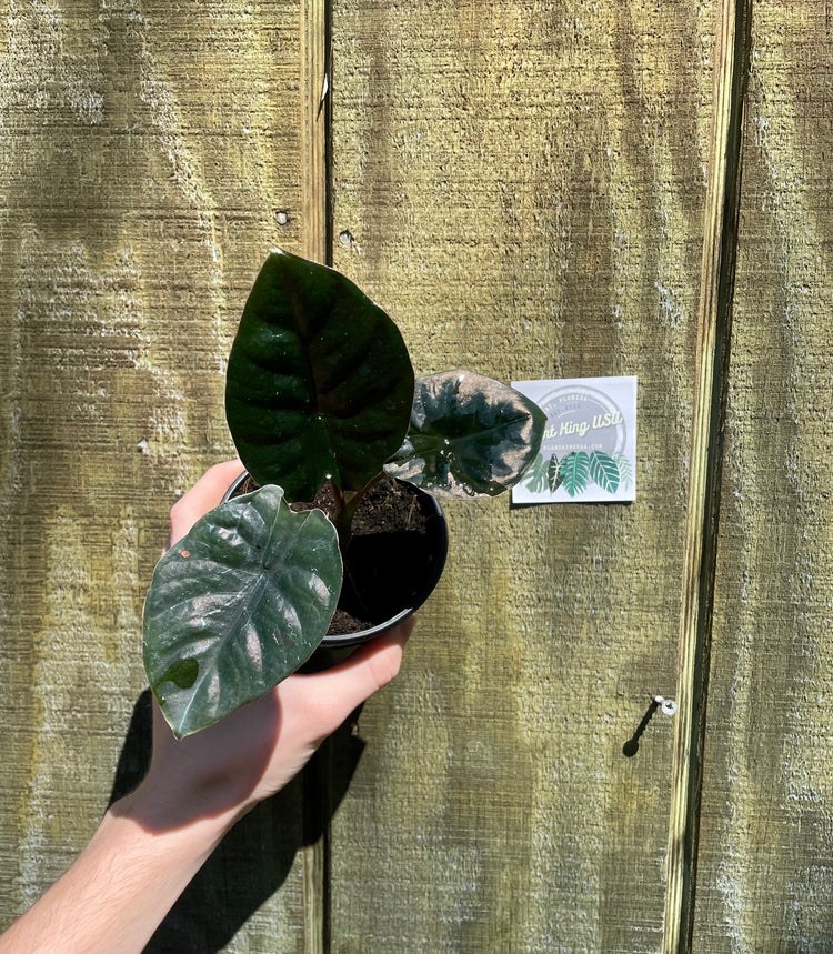 4” Alocasia Imperialis Infernalis