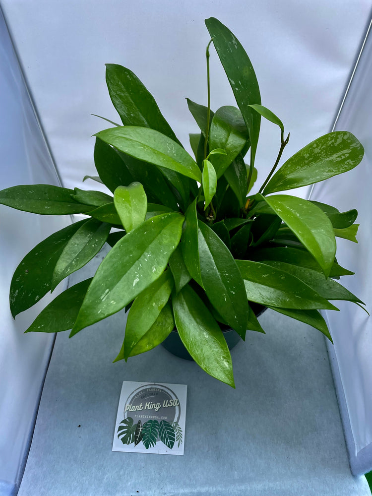 6” & 4” Hoya Pubicalyx  Splash