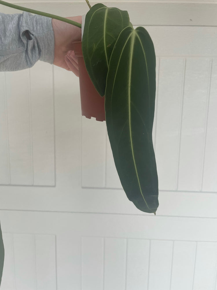 4” Anthurium Queen (3 leaves)