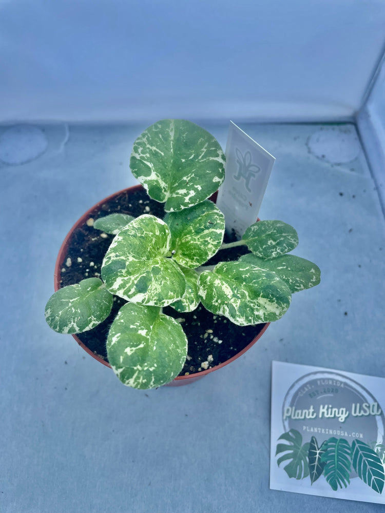 4” ‘Popcorn’ Variegated Violet