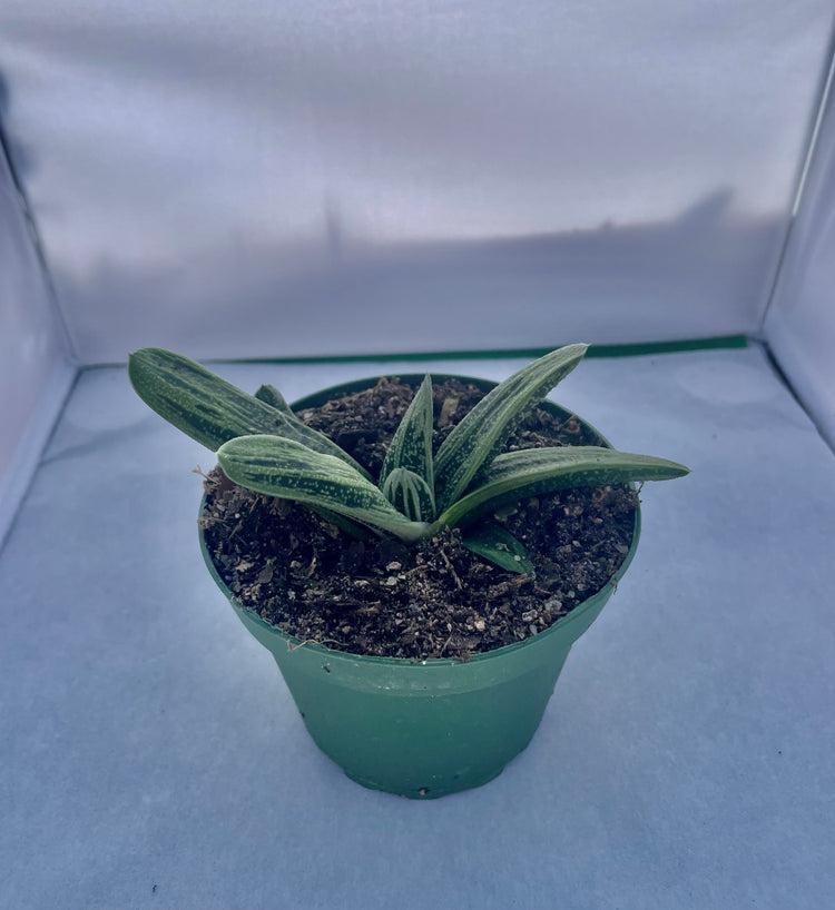 4” Gasteria ‘Little Warty’