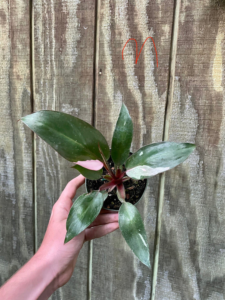 4” Pink Princess ‘M’