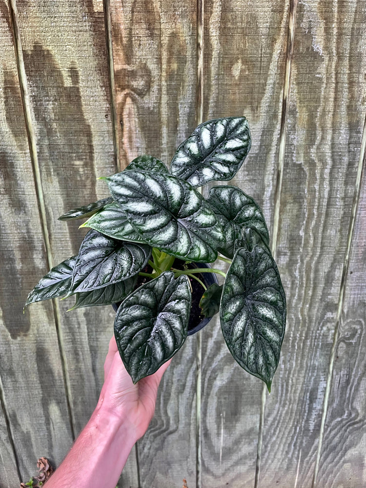 5.5” Alocasia Dragon Scale