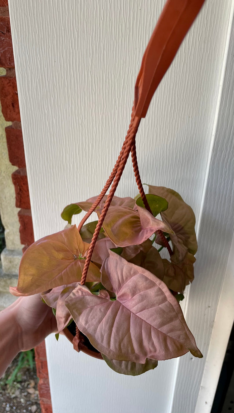 6” HB - Syngonium Pink