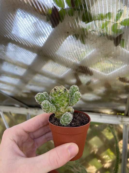2” Thimble Cactus