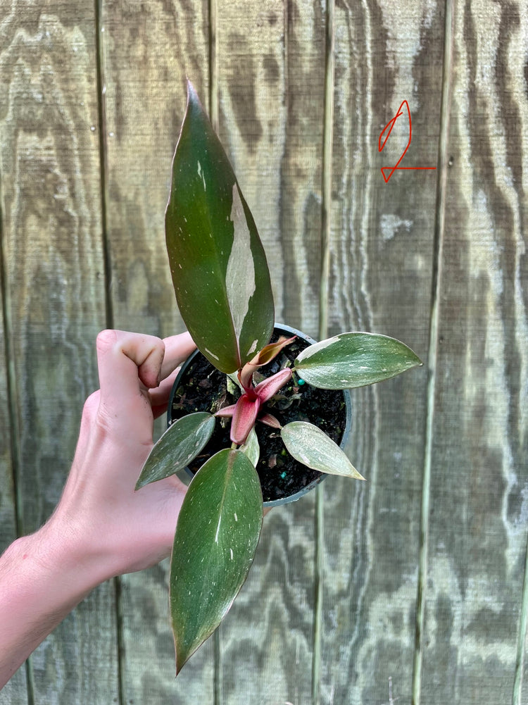 4” Pink Princess ‘1’