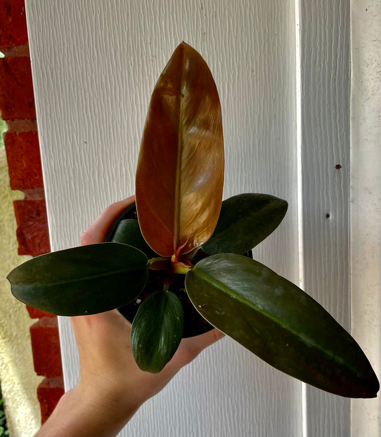 4” Black Cardinal Philodendron- Houseplant