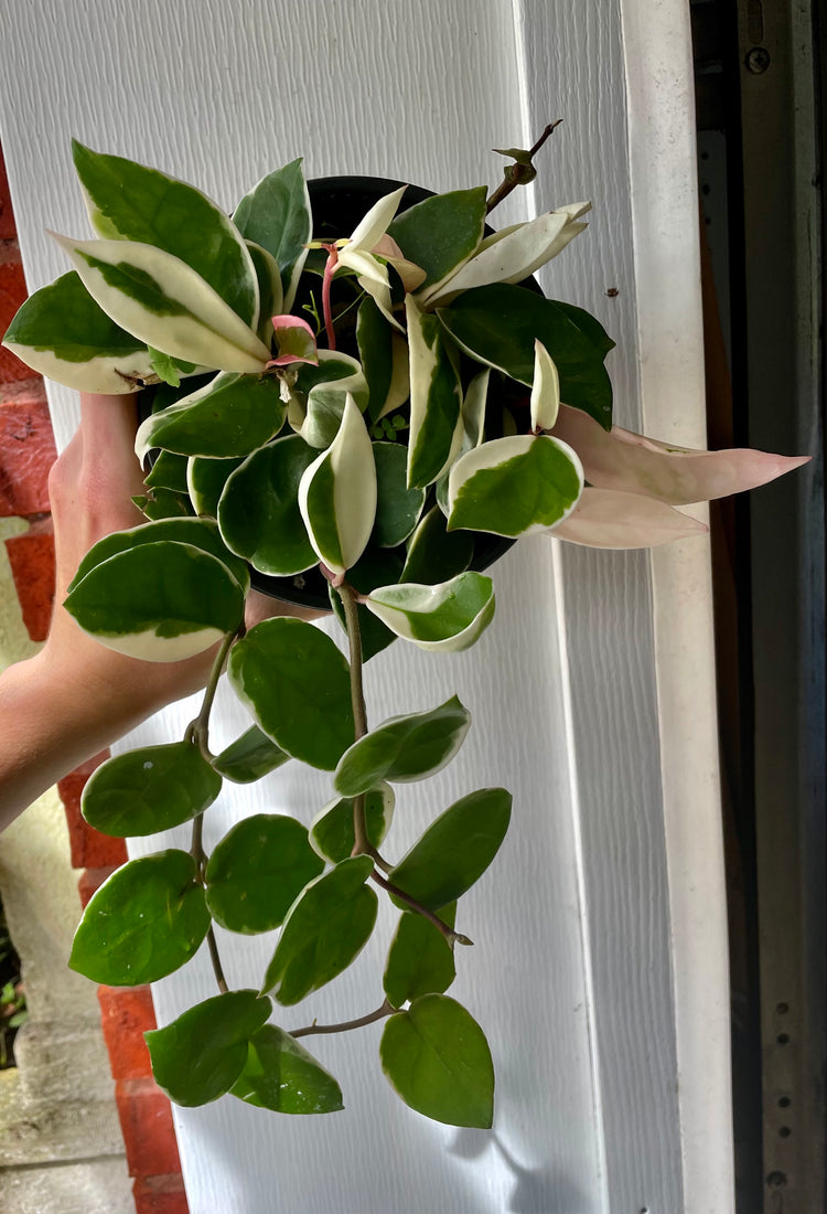 6” Premium Hoya Tri-Color Queen