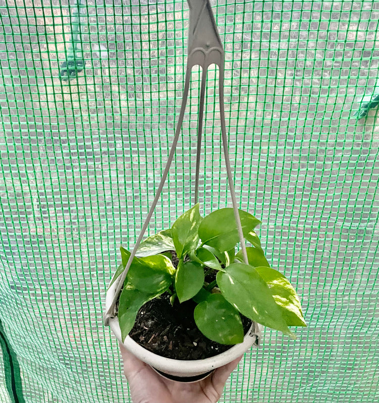 4” hanging Golden Pothos
