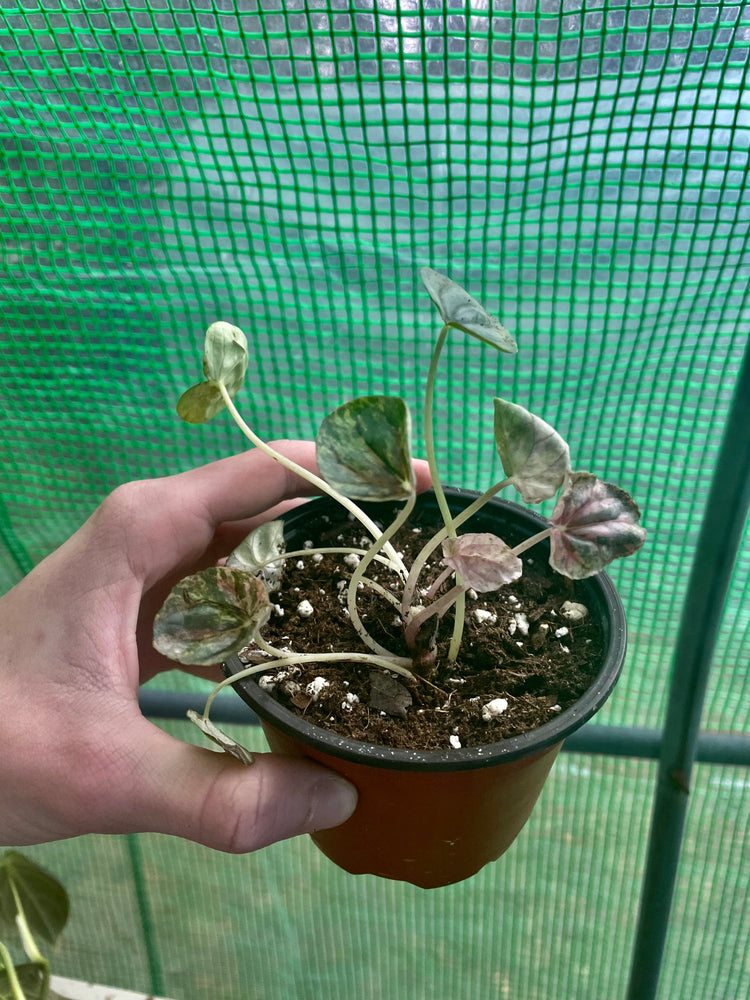 4” Pink Lady Pep