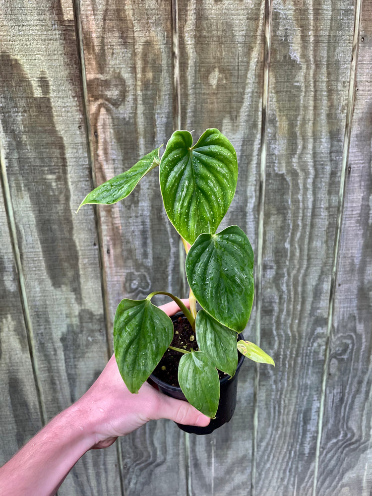 4” Philodendron Plowmanii