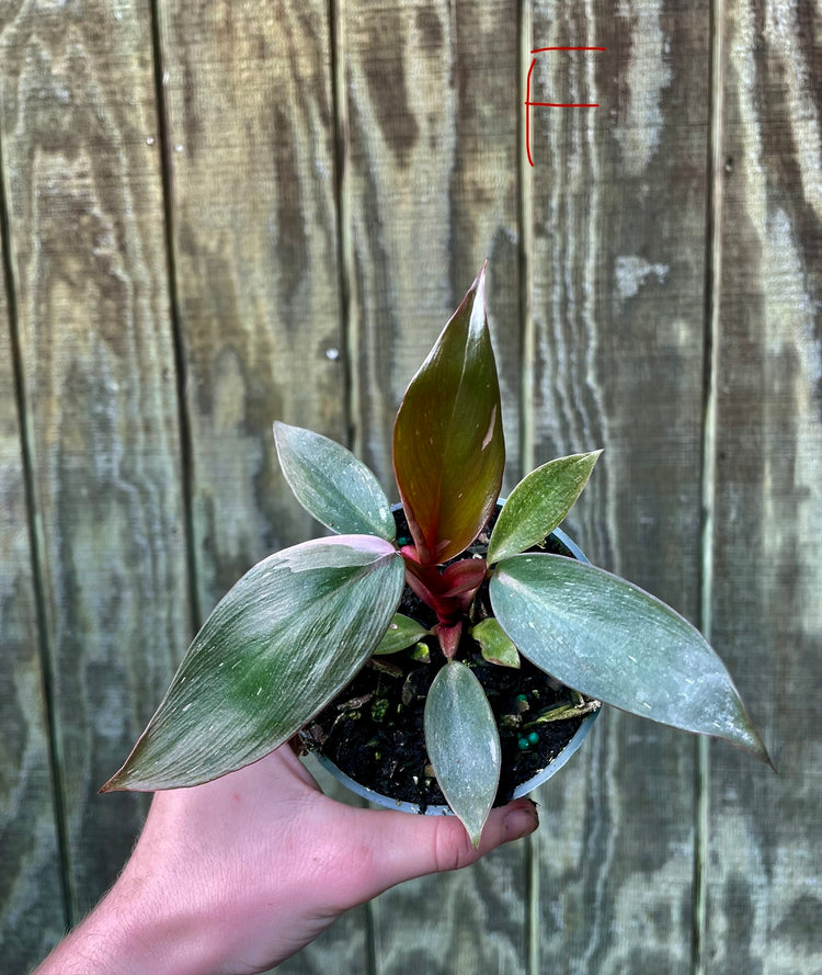 4” Pink Princess ‘F’