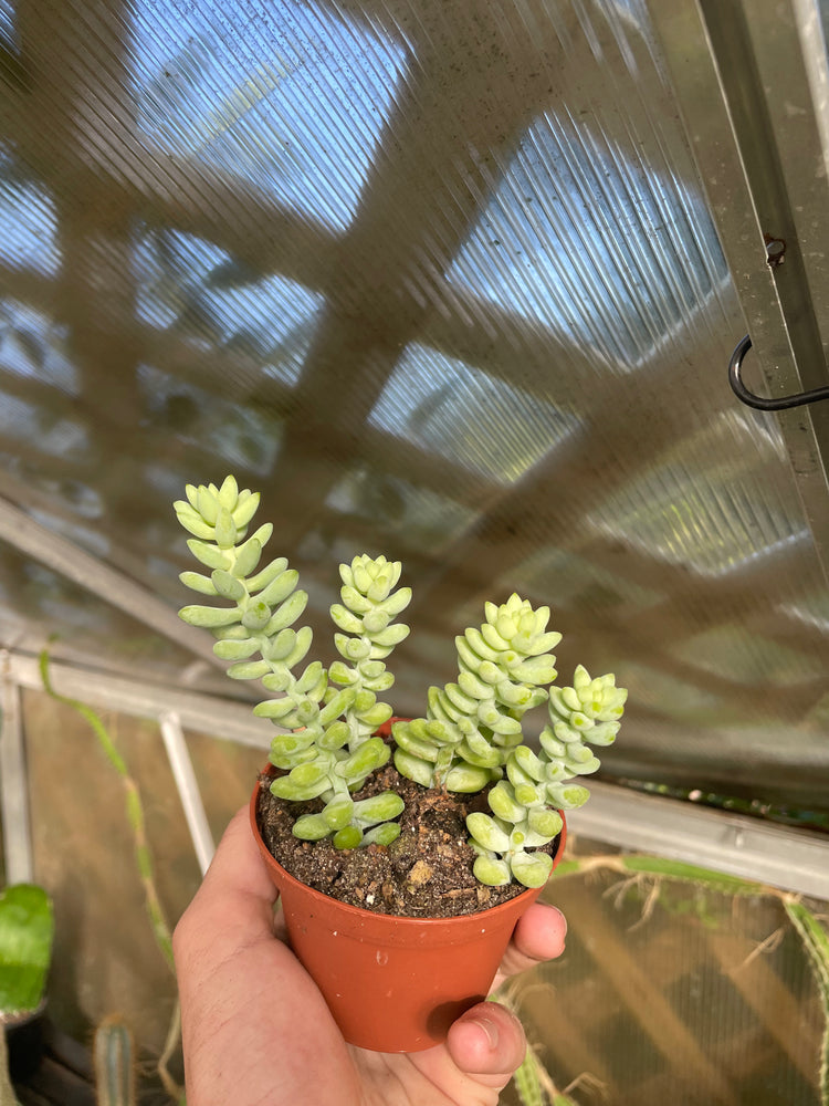 4” Burrows Tail
