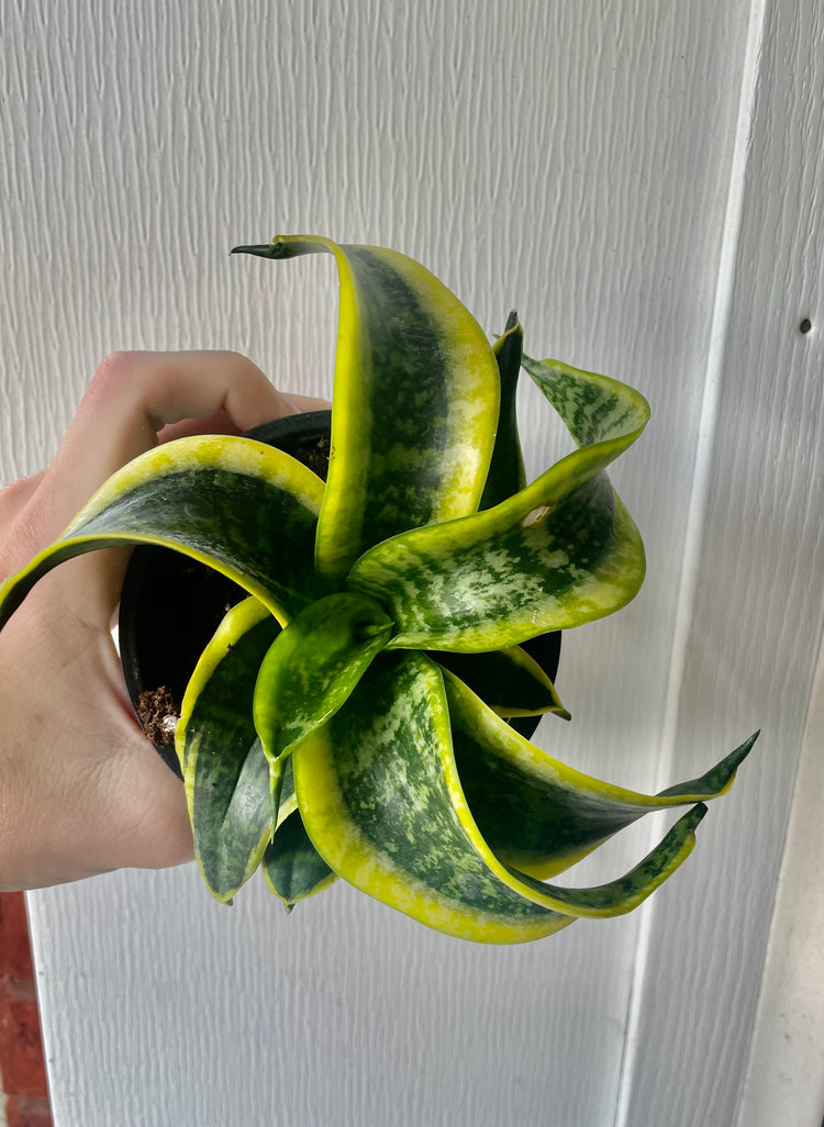 4” Twisted Sansevieria