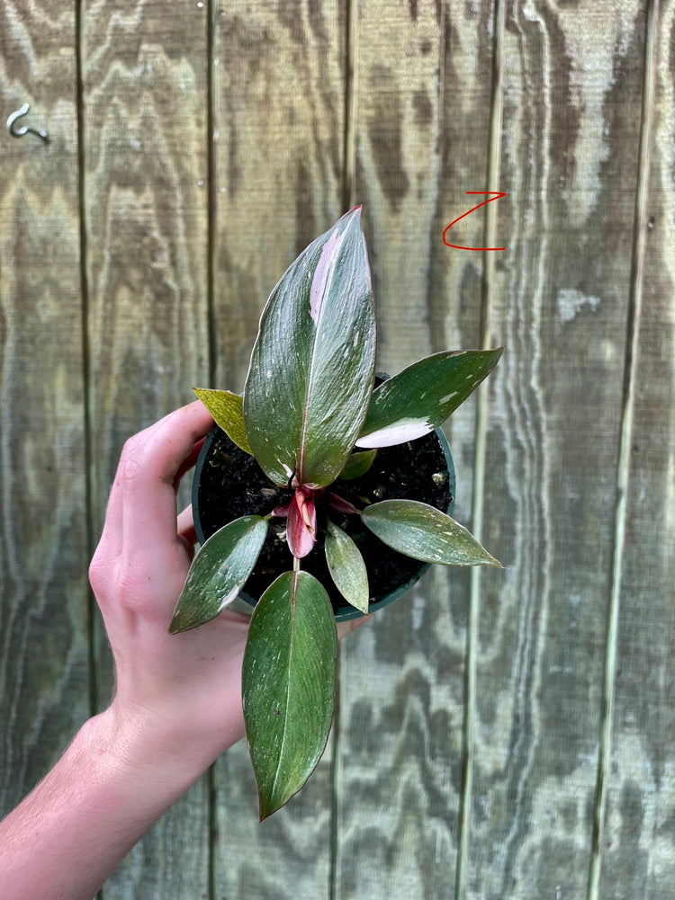 4” Pink Princess ‘Z’