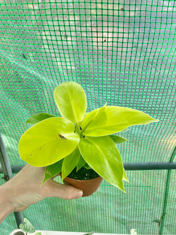 4” Philodendron Moonlight