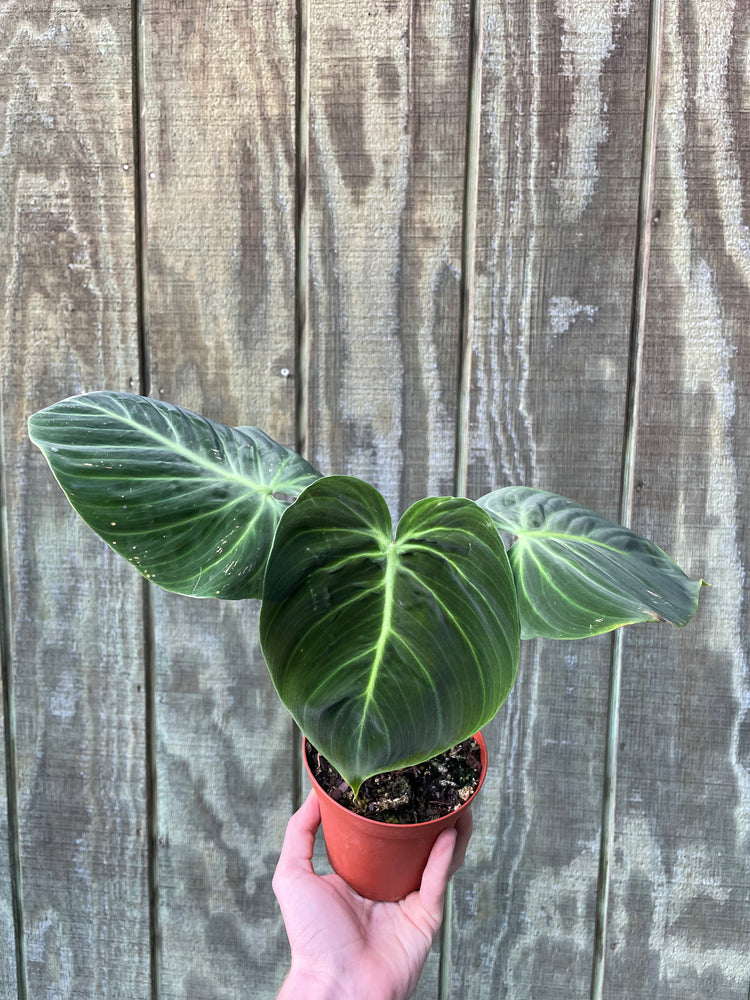 Philodendron El Choco Red