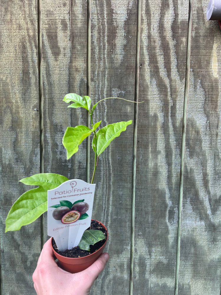 4” Passion Fruit