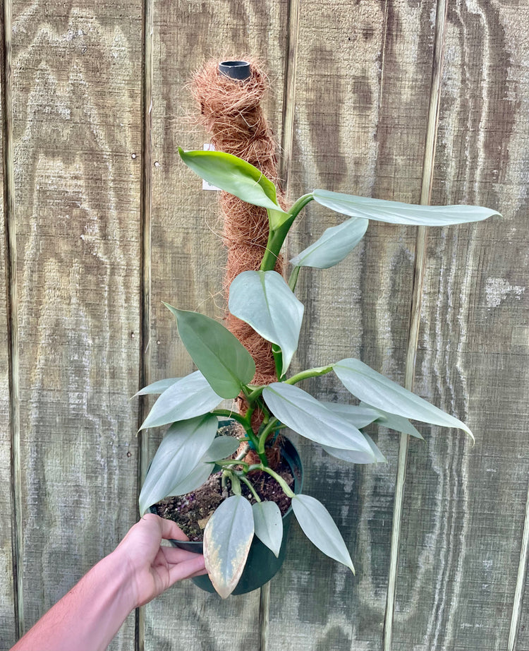 8” Totem Silver Sword