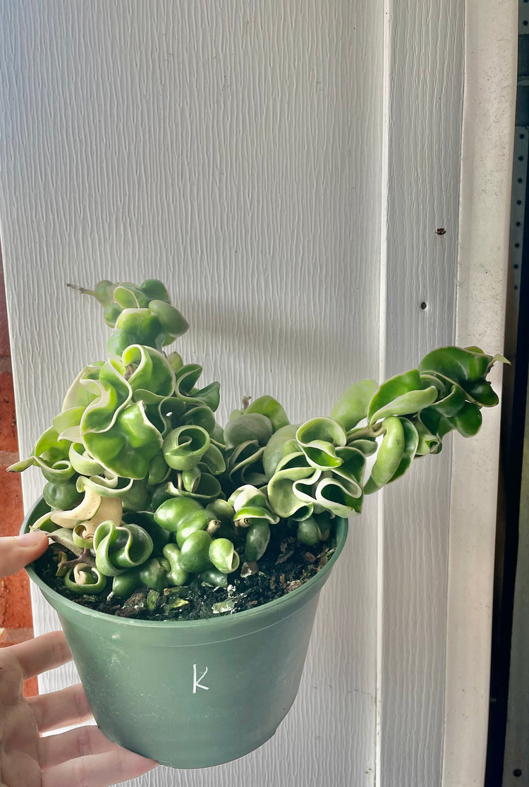 6” Variegated Hoya Compacta ‘K’- Succulent/ Houseplant