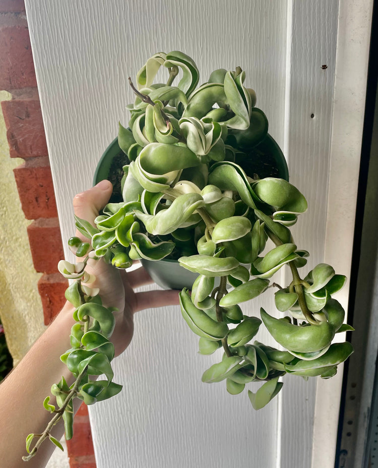 6” Variegated Hoya Compacta ‘J’ - Succulent/ Houseplant