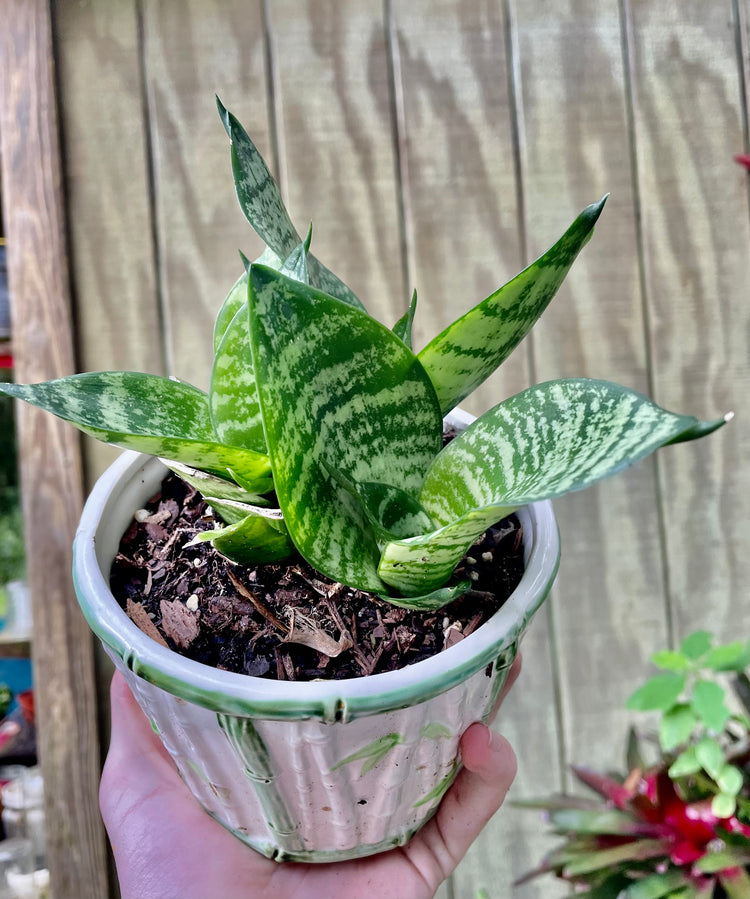 Emerald Sansevieria in Decorative Pot - Succulent/ Houseplant