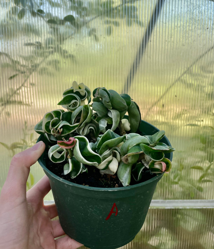 6” Variegated Compacta ‘A’