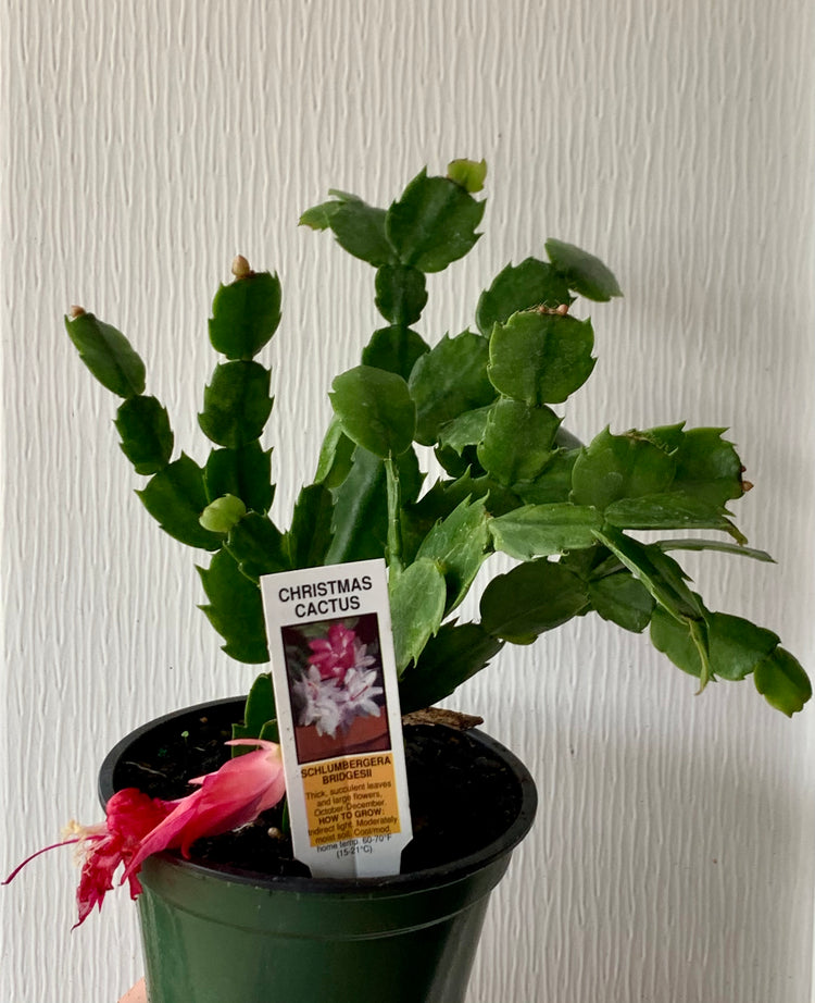 4” Rooted Holiday Cactus - Cacti