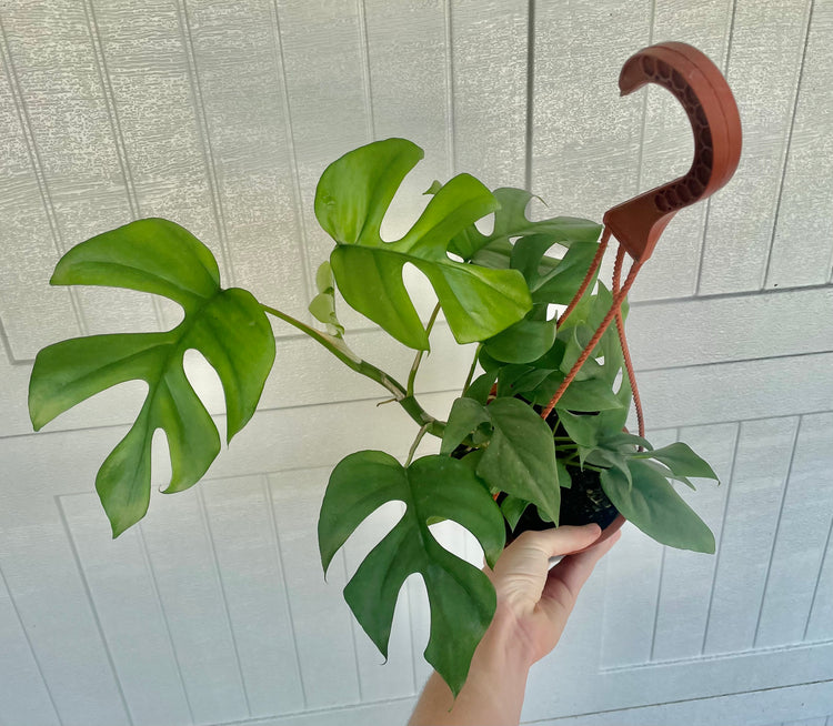 6” HB Rhaphidophora Tetrasperma