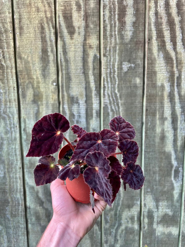 Begonia ‘Cosmic’