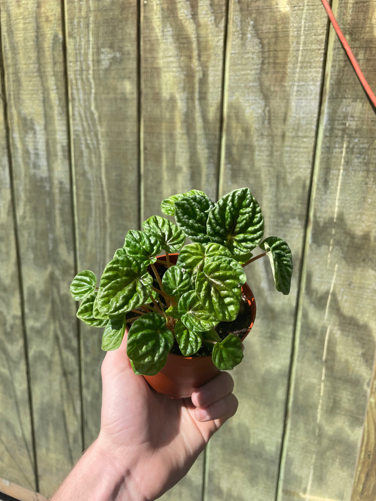 4” Peperomia Emerald