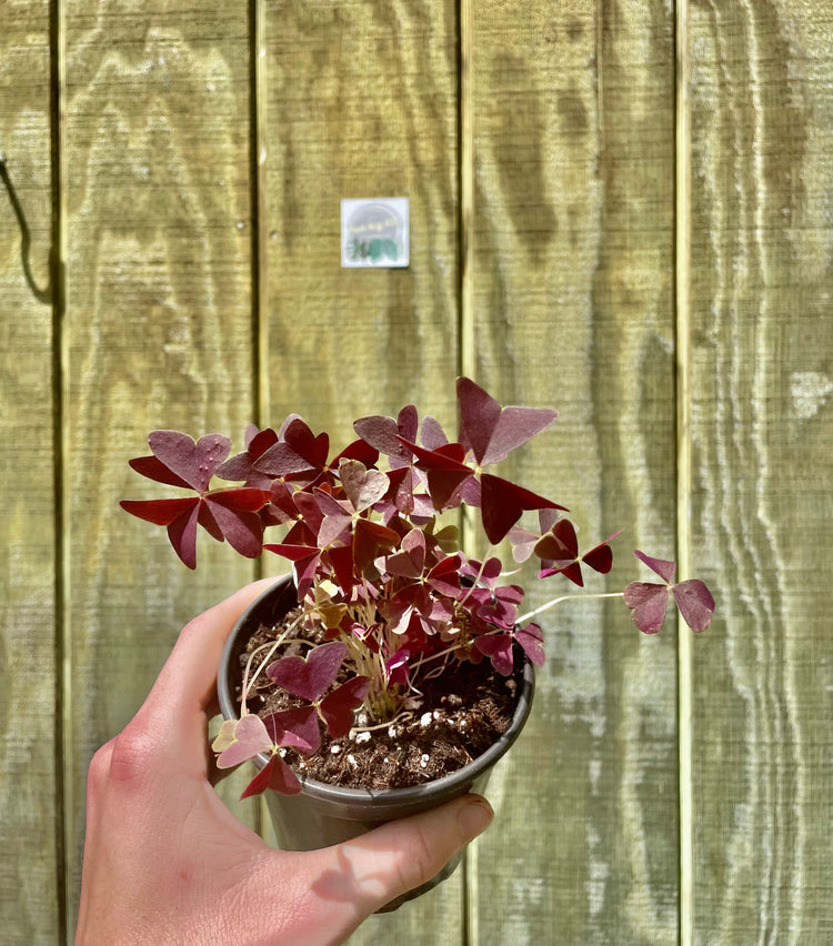 4” (Small) Oxalis