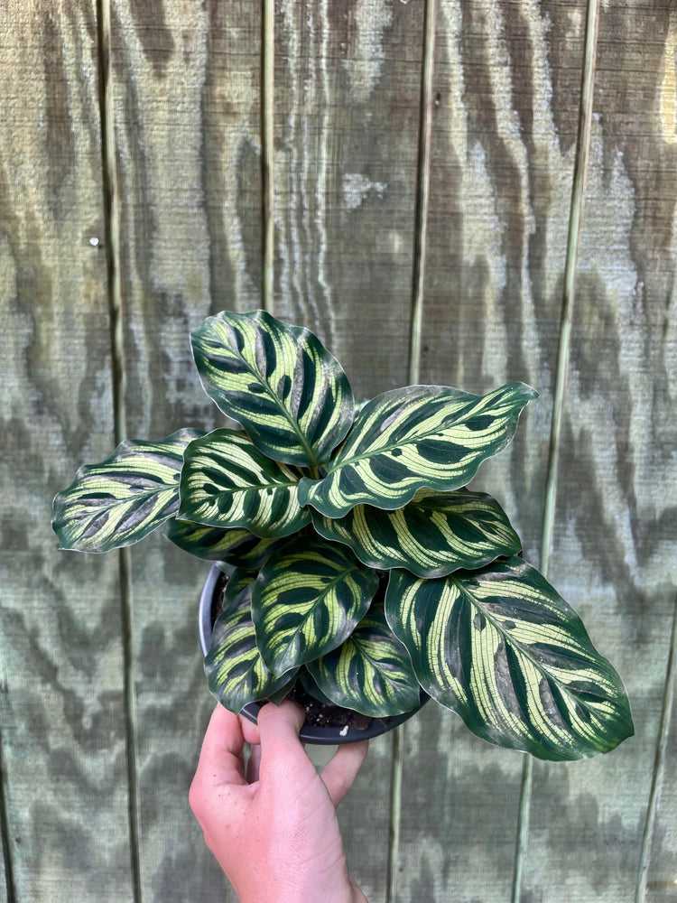 6” Calathea Peacock