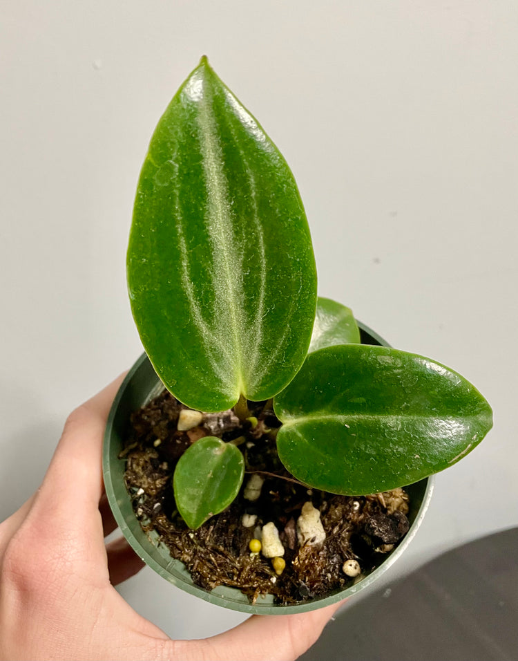 4” Peperomia Maculosa - Houseplant
