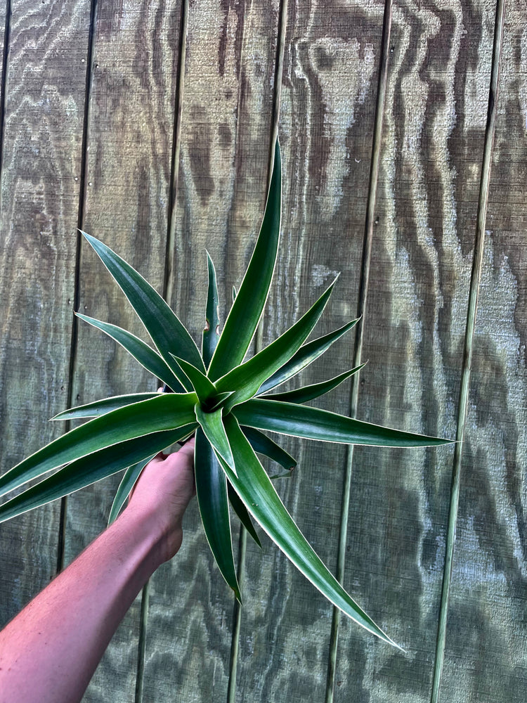 4” Variegated Pineapple