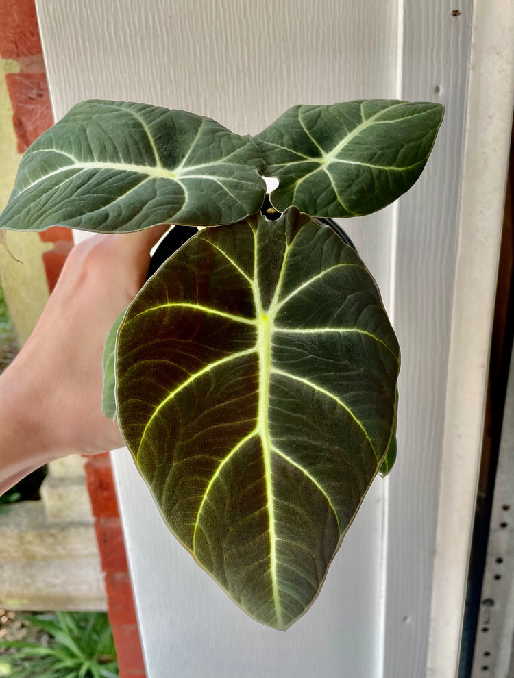 4” Black Velvet Alocasia