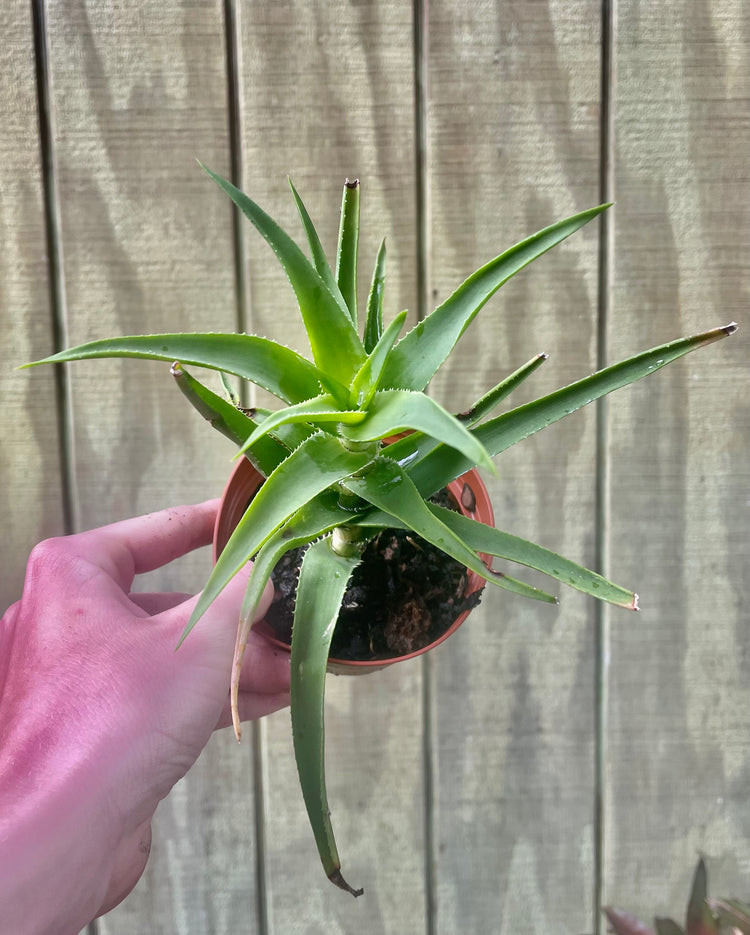 4” Climbing Aloe - succulent