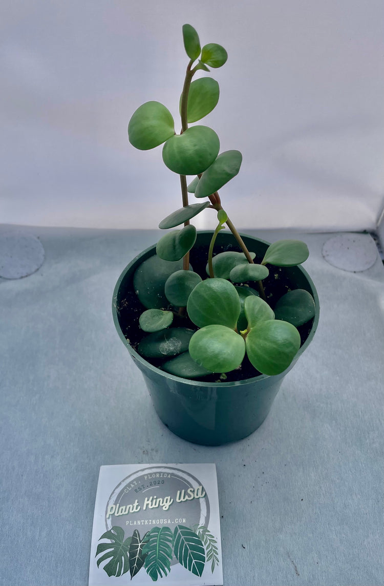 4” Peperomia ‘Hope’