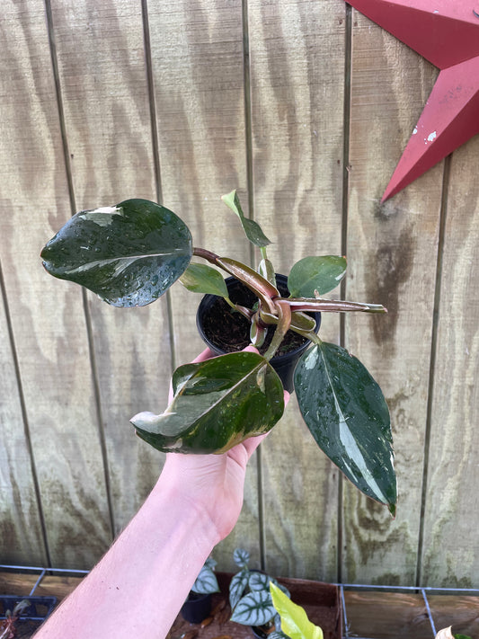 4” Philodendron White Knight
