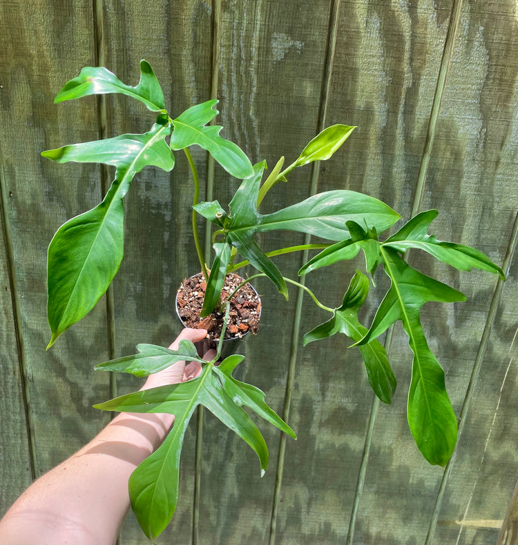 4” Philodendron Glad Hands - Houseplant