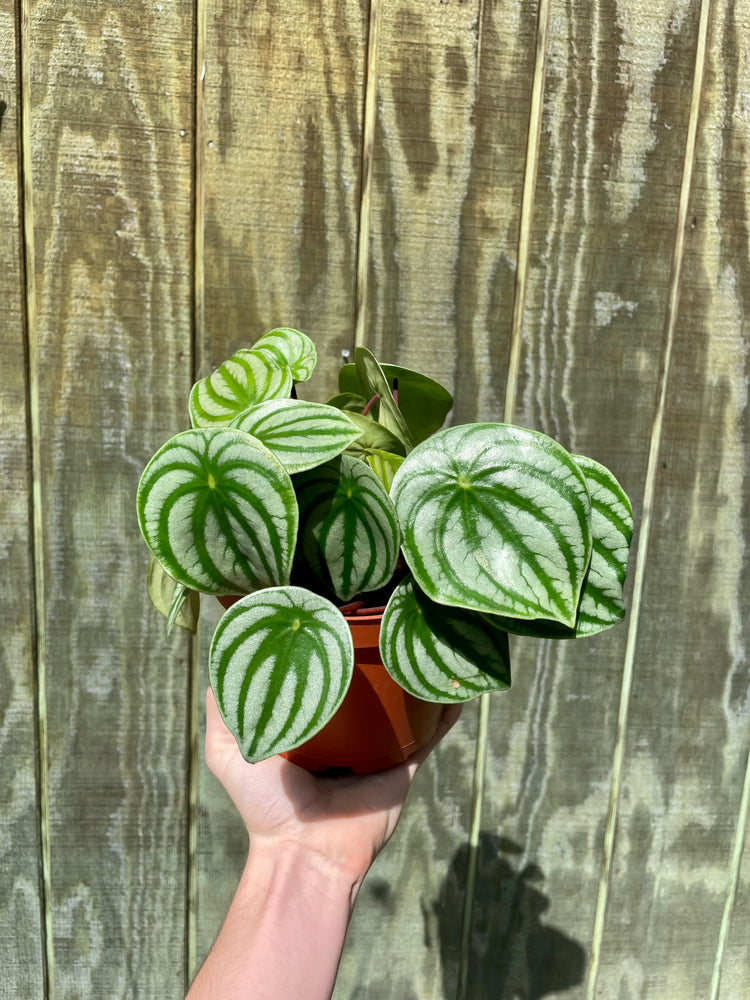 6”  Watermelon Peperomia