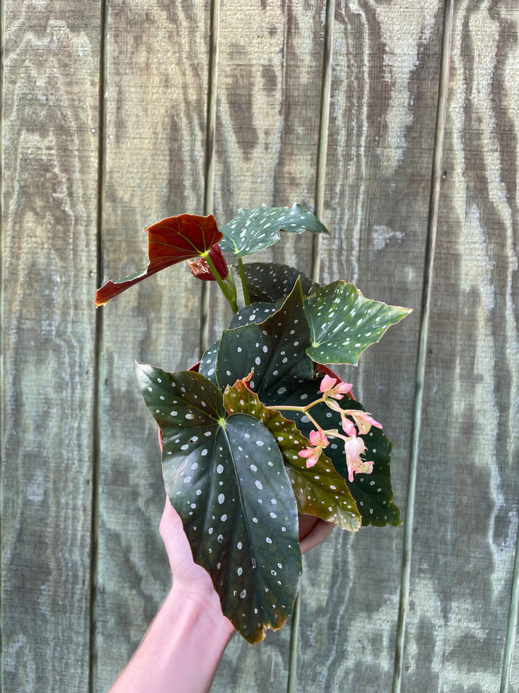 6” Harmonys ‘Gone Batty’ Begonia